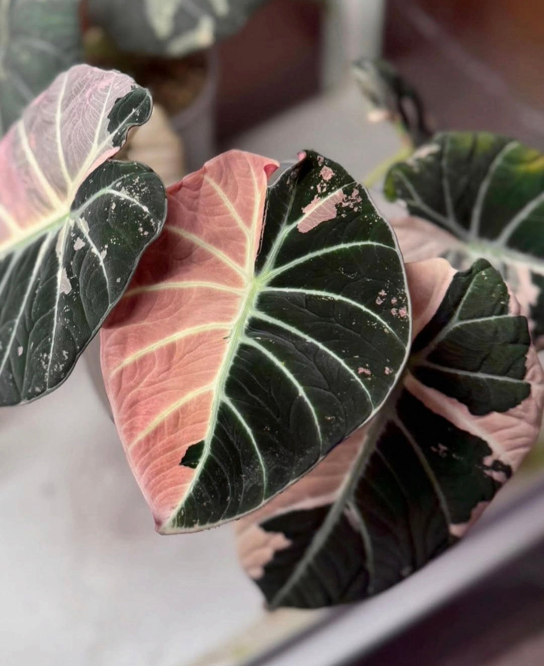 Alocasia Black Velvet Pink Variegated Planting Corms - Rare Aroid Houseplant