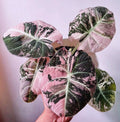 Alocasia Black Velvet Pink Variegated Planting Corms - Rare Aroid Houseplant