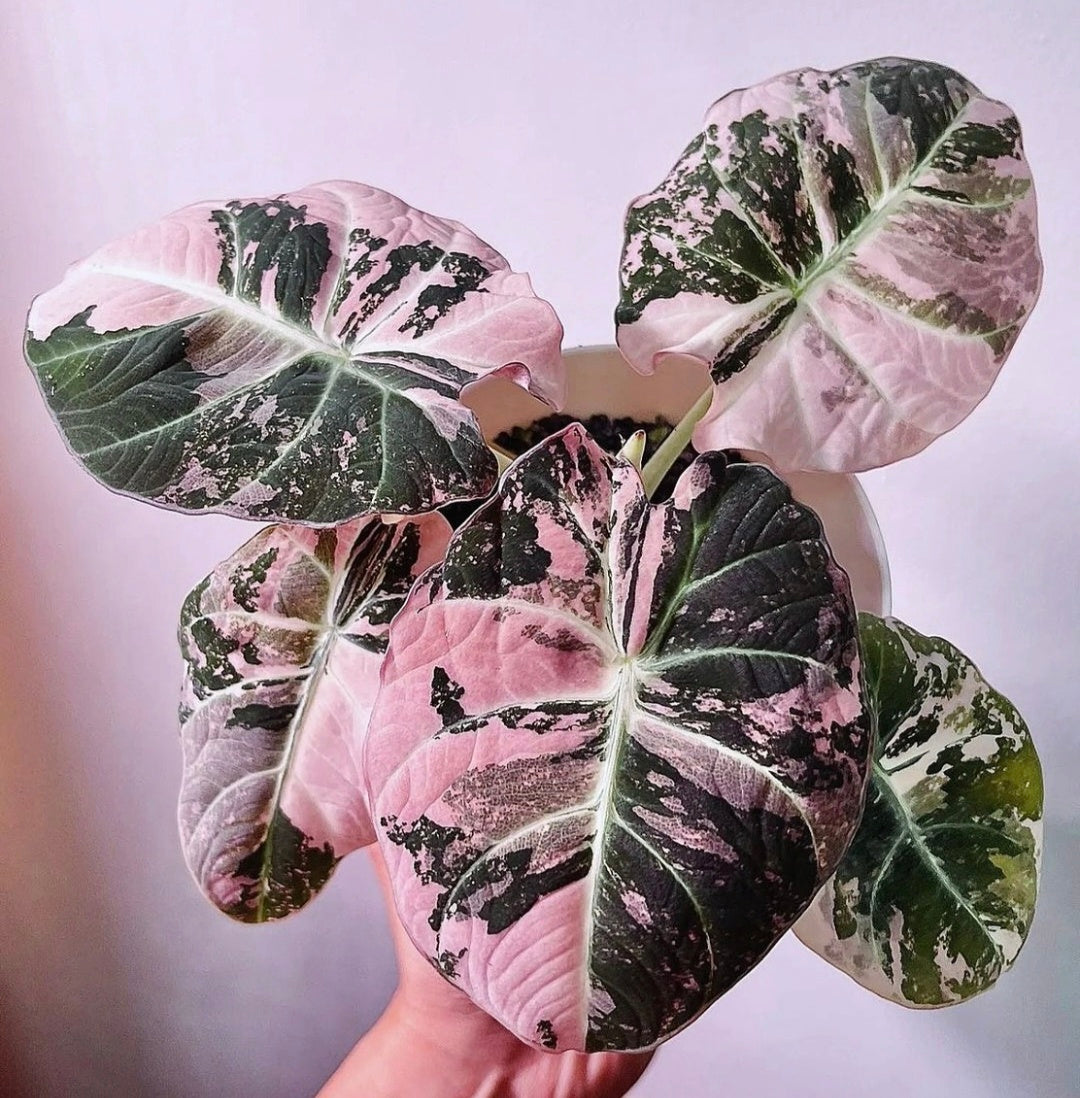 Alocasia Black Velvet Pink Variegated Planting Corms - Rare Aroid Houseplant