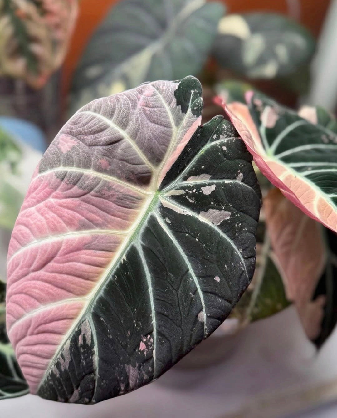 Alocasia Black Velvet Pink Variegated Planting Corms - Rare Aroid Houseplant