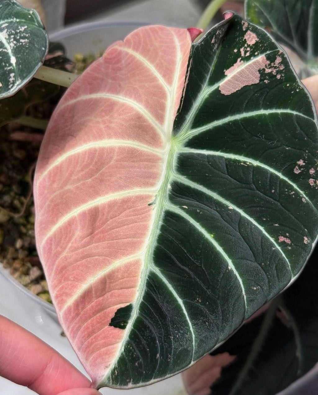 Alocasia Black Velvet Pink Variegated Planting Corms - Rare Aroid Houseplant