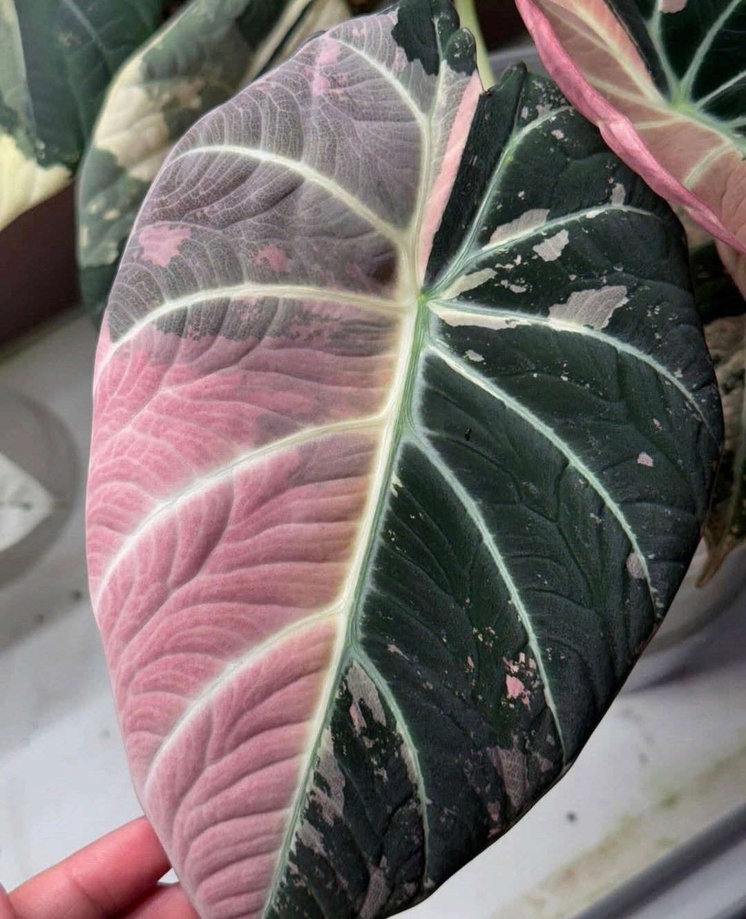 Alocasia Black Velvet Pink Variegated Planting Corms - Rare Aroid Houseplant
