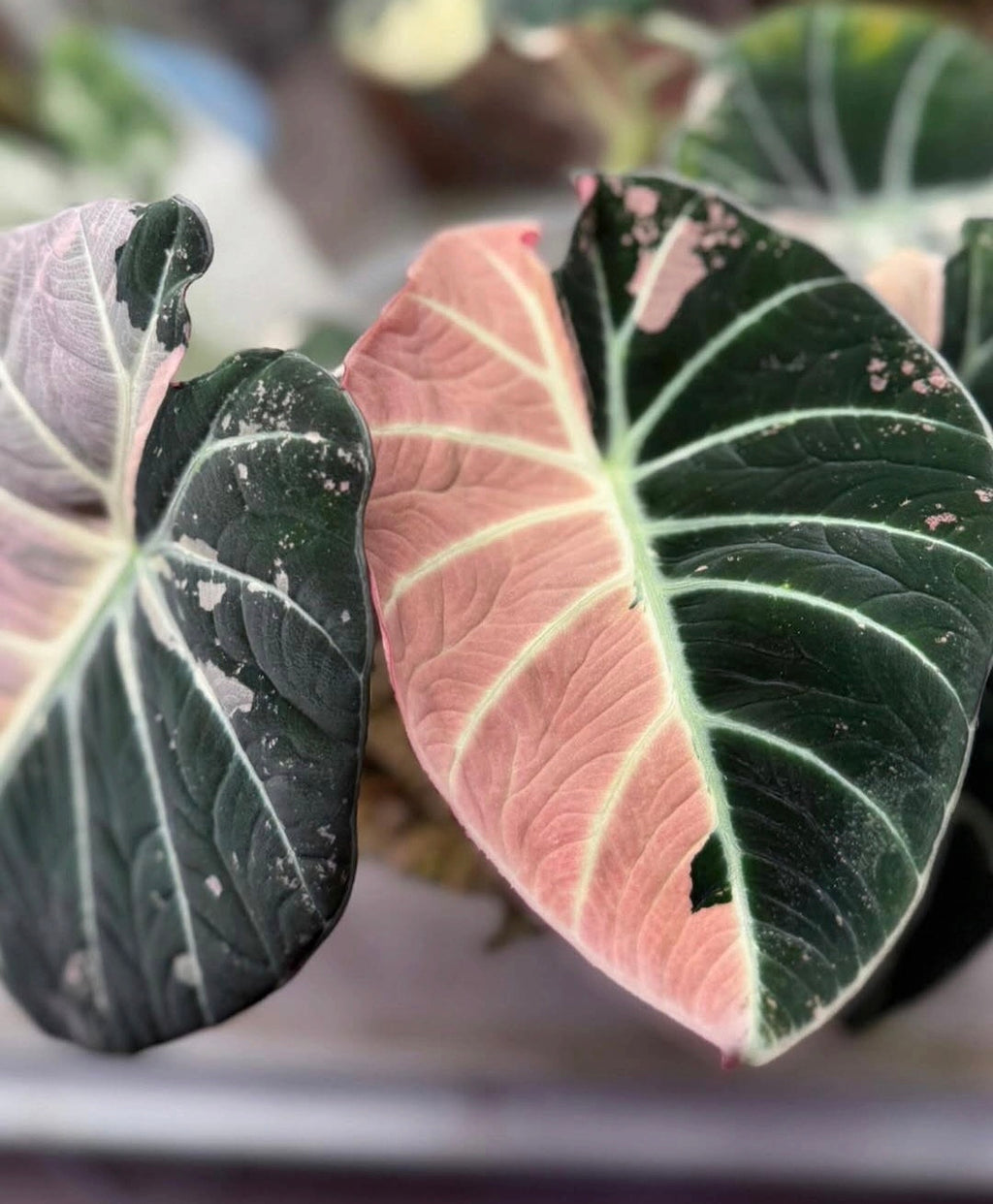 Alocasia Black Velvet Pink Variegated Planting Corms - Rare Aroid Houseplant