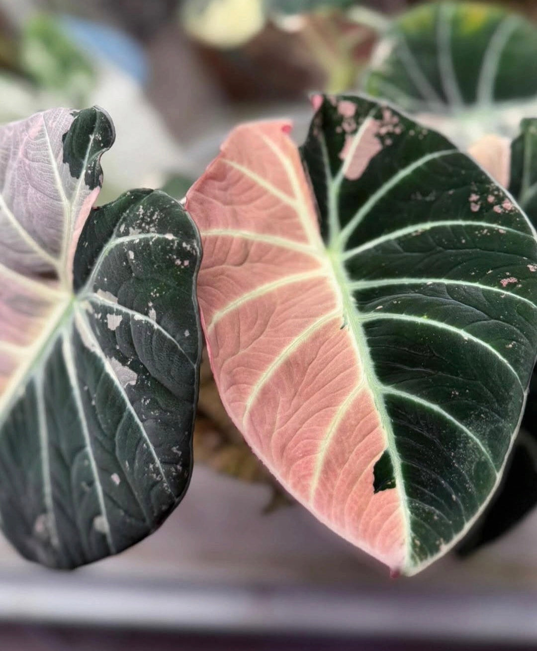Alocasia Black Velvet Pink Variegated Planting Corms - Rare Aroid Houseplant