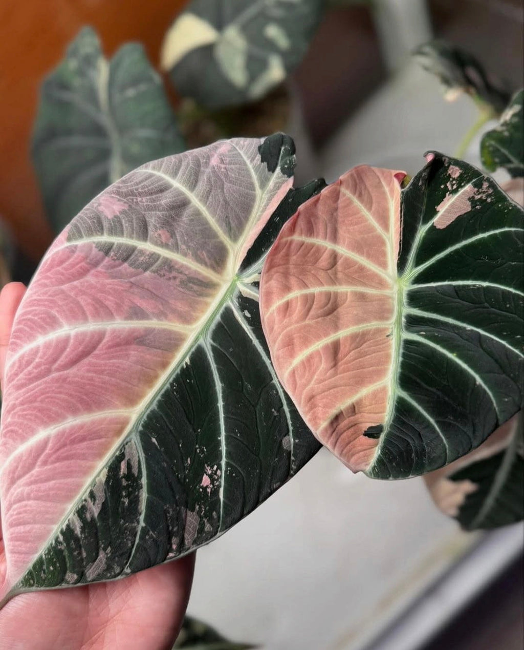 Alocasia Black Velvet Pink Variegated Planting Corms - Rare Aroid Houseplant