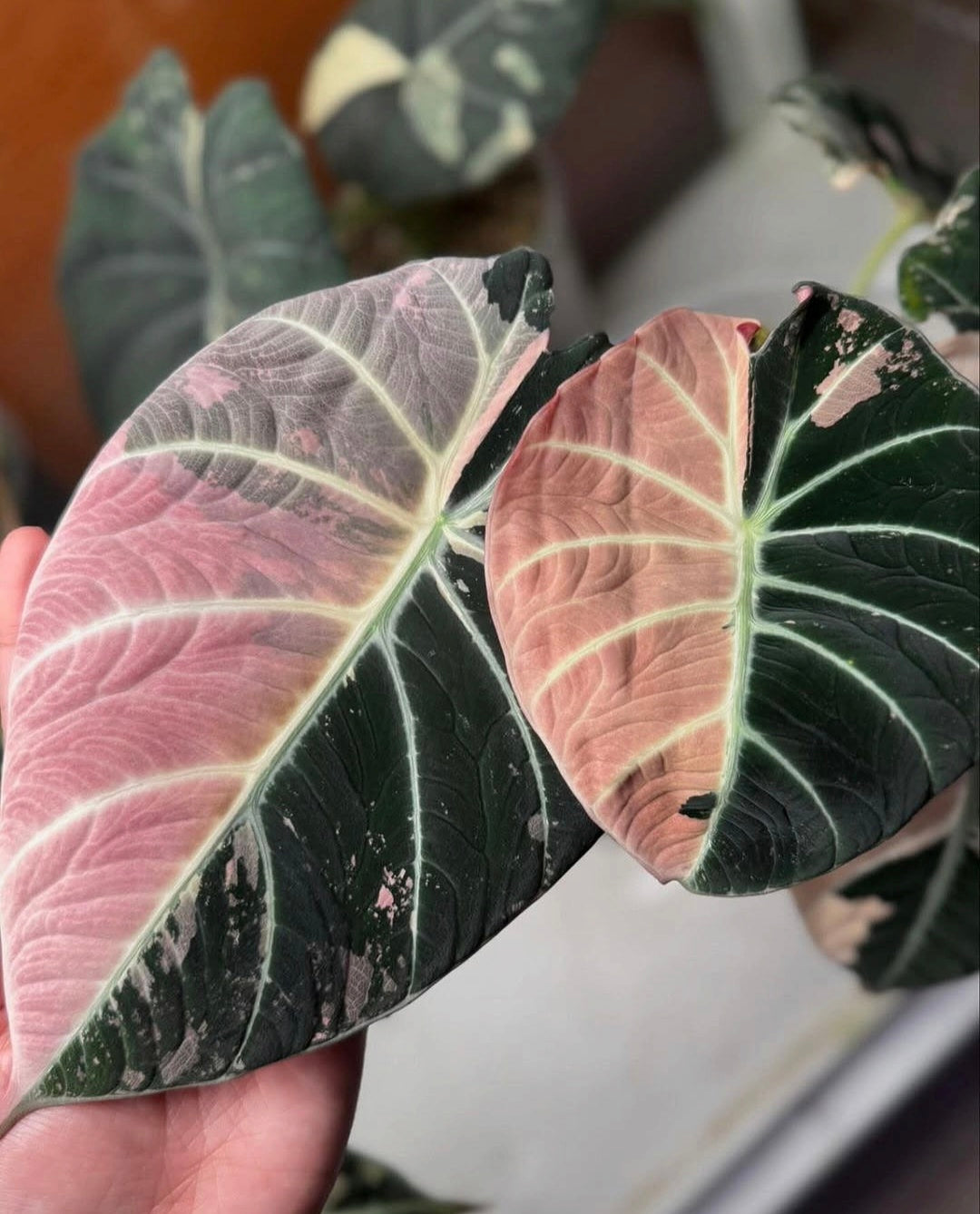 Alocasia Black Velvet Pink Variegated Planting Corms - Rare Aroid Houseplant